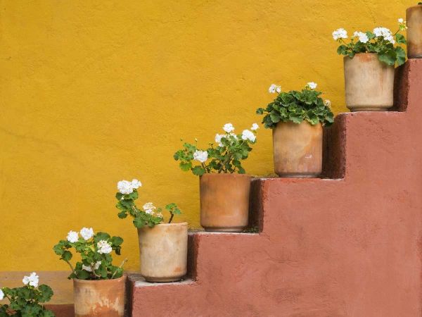Mexico Potted flowers on staircase